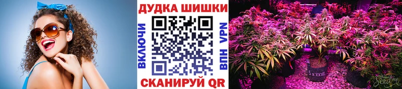 где купить   Рассказово  Канабис сатива 